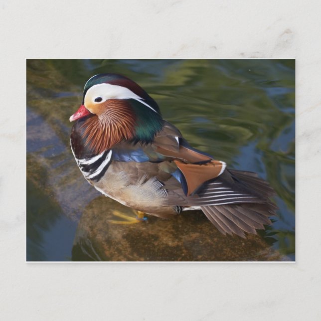 wood-duck-with-an-ankle-braclet postcard (Front)