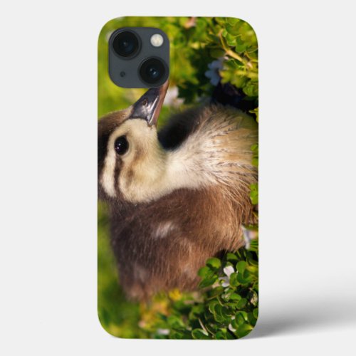 Wood duckling on the shoreline of Lindo Lake iPhone 13 Case