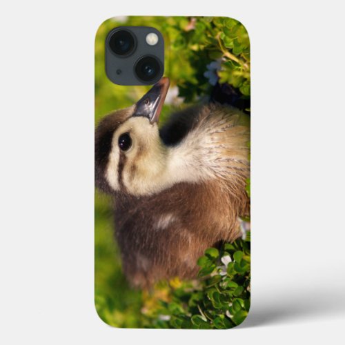 Wood duckling on the shoreline of Lindo Lake iPhone 13 Case