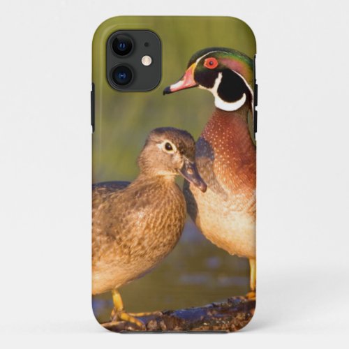 Wood Ducks and female on log in wetland iPhone 11 Case