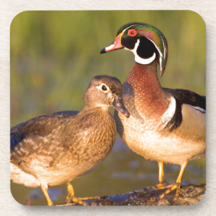 Wood Ducks and female on log in wetland Drink Coaster