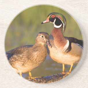Wood Ducks and female on log in wetland Drink Coaster
