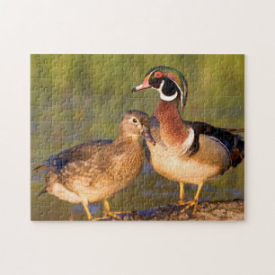 Wood Ducks and female on log in wetland Jigsaw Puzzle