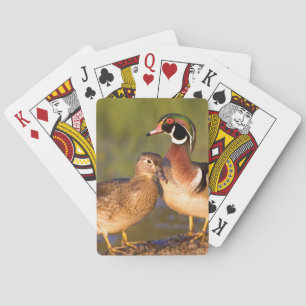 Wood Ducks and female on log in wetland Poker Cards