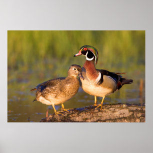 Wood Ducks and female on log in wetland Poster