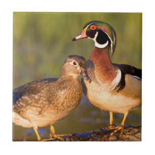 Wood Ducks and female on log in wetland Tile