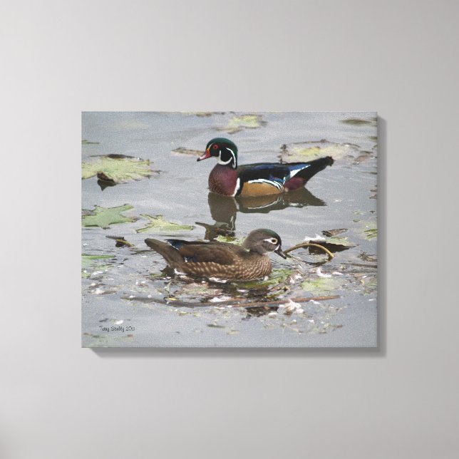 Wood Ducks in a Pond Canvas Print (Front)