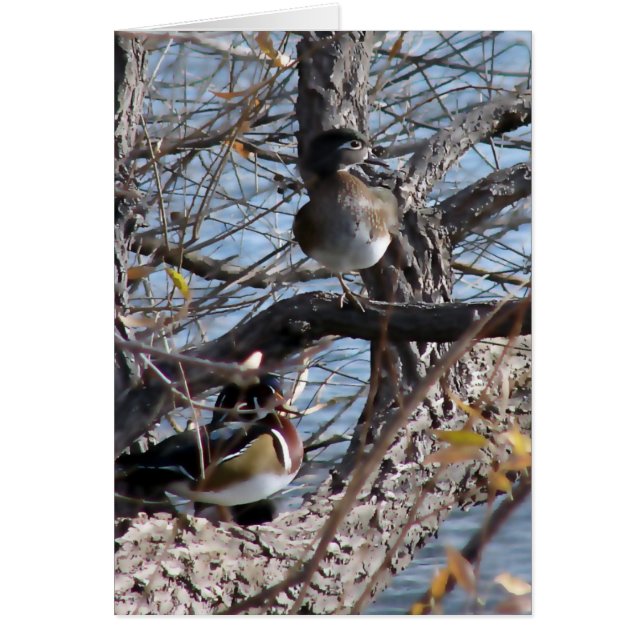 Wood Ducks in a Tree Cards (Front)