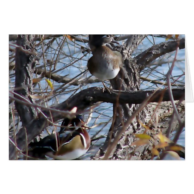 Wood Ducks in a Tree Cards (Front Horizontal)