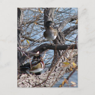 Wood Ducks in a Tree Postcard