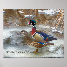 Wood Ducks on Muskegon River