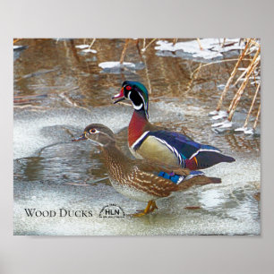 Wood Ducks on Muskegon River Poster