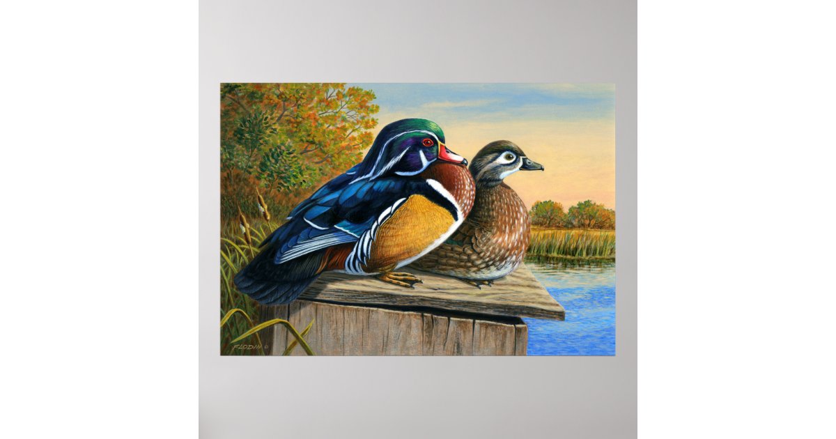 Wood Ducks On Nesting Box Painting Poster Zazzle Com