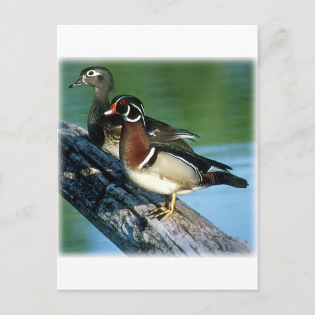 Wood Ducks Postcard (Front)