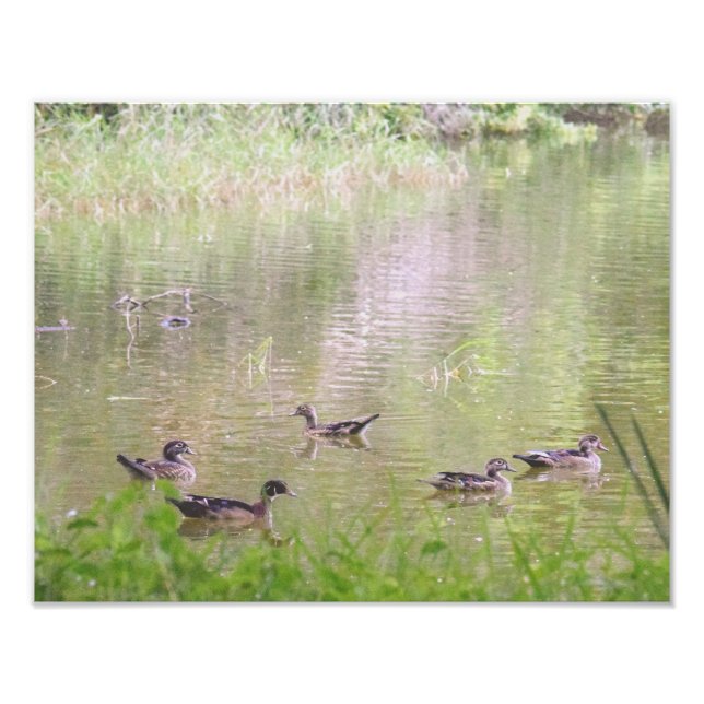 Wood Ducks Socializing Photo Print (Front)