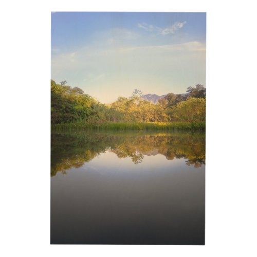Wood  Forest reflection in the river of Brazil Wood Wall Art