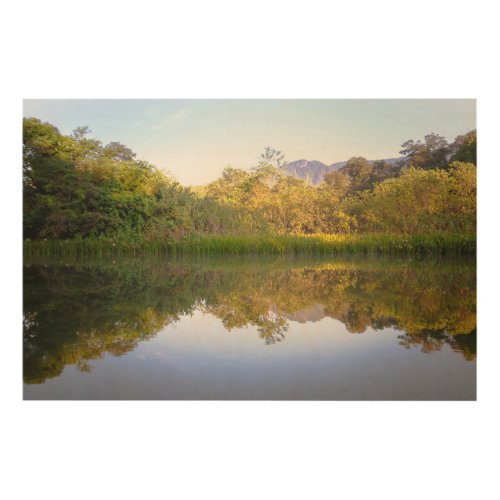 Wood  Forest reflection in the river of Brazil Wood Wall Art