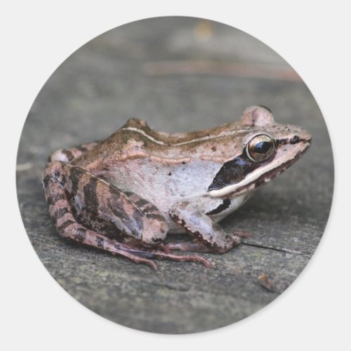 Wood Frog Classic Round Sticker