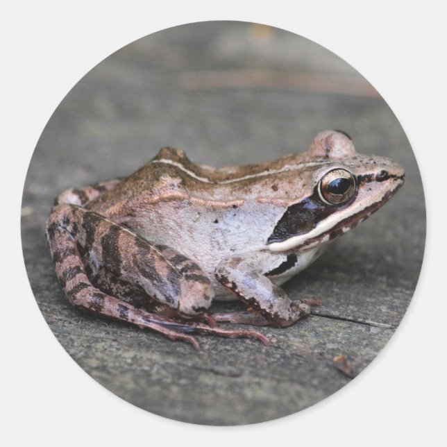 Wood Frog Classic Round Sticker (Front)