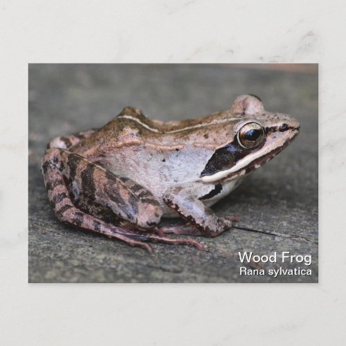 Wood Frog Postcard