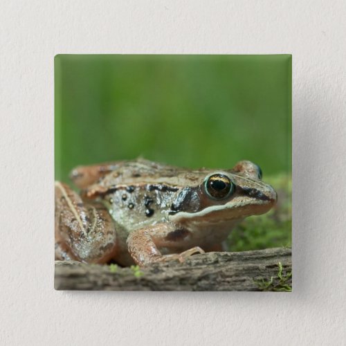 Wood frog Rana sylvatica Button