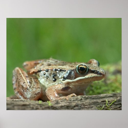 Wood frog Rana sylvatica Poster