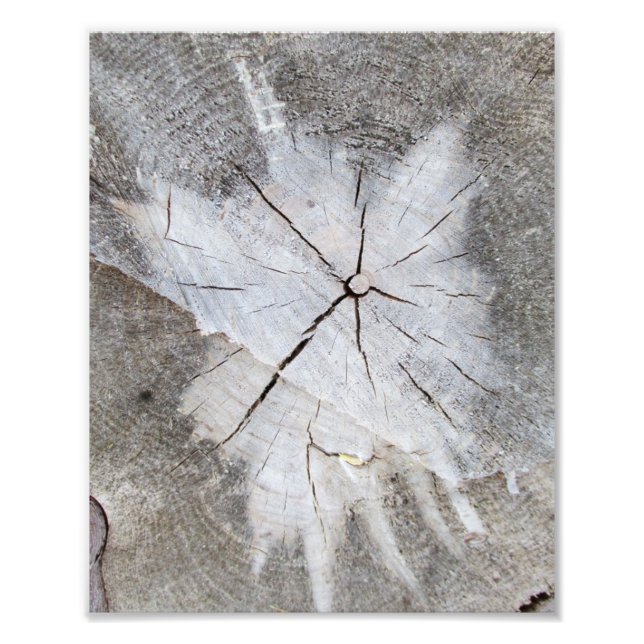 Wood Grain Gray Pine Tree Stump Photo Art 2 Print (Front)