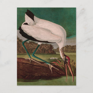 Wood Ibis Birds of America Audubon Print Holiday Postcard