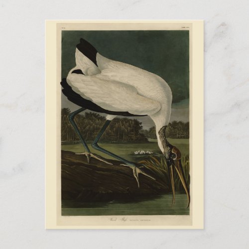 Wood Ibiss Ibis Stork Audubon Birds of America Postcard