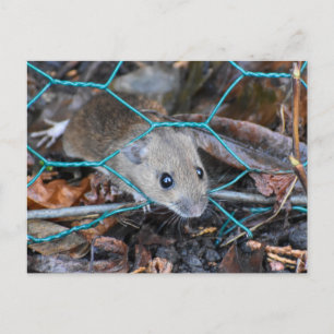 Wood Mouse Postcard