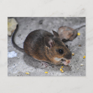 Wood Mouse Postcard