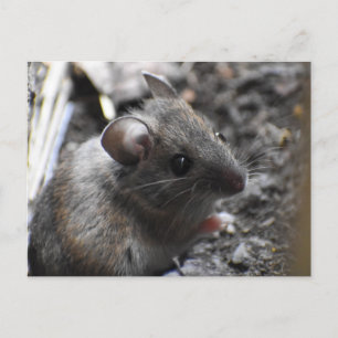Wood Mouse Postcard