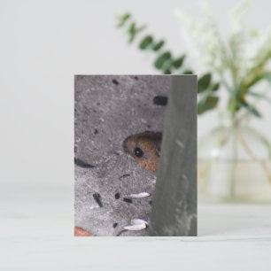 Wood Mouse Postcard