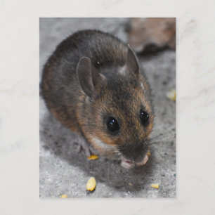 Wood Mouse Postcard