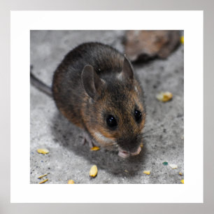 Wood Mouse Poster
