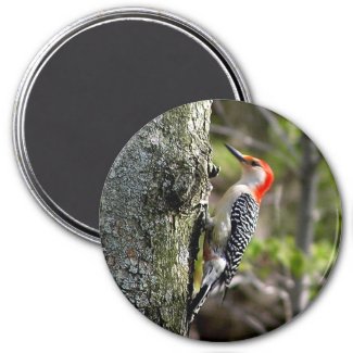 wood pecker - red bellied magnets