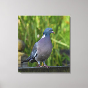 Wood Pigeon Canvas Print