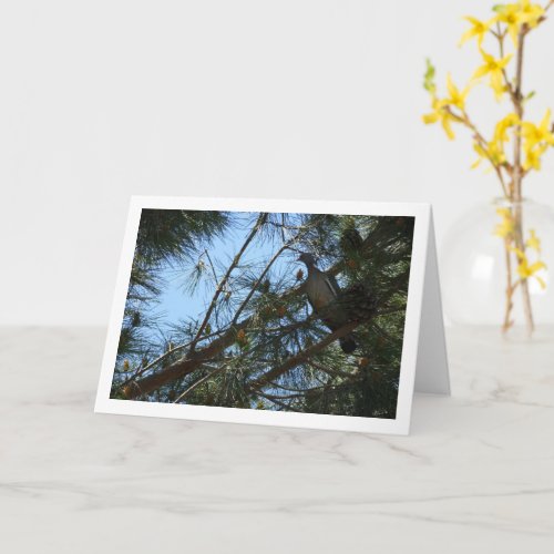 Wood Pigeon in Pine Tree Card