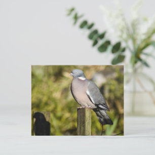 Wood Pigeon Postcard