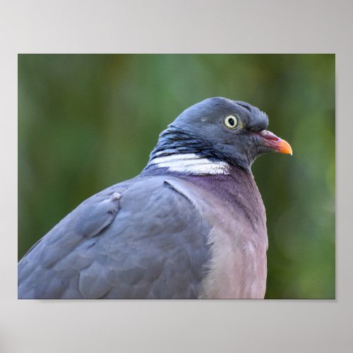 Wood Pigeon  Poster