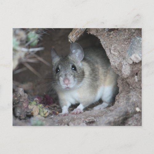 Wood Rat Postcard