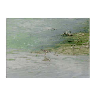 Wood sandpiper (Tringa glareola) in natural habita Acrylic Print