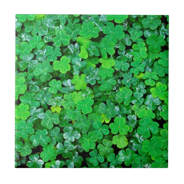 Wood Sorrel In Spring Ceramic Tile (Front)
