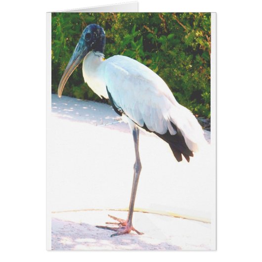 Wood stork in evening wear cards (Front)