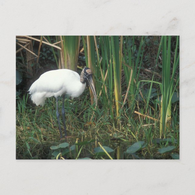 Wood Stork in Everglades National Park Postcard (Front)