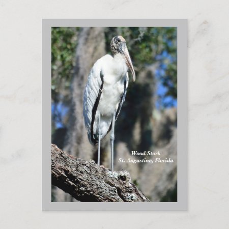 Wood Stork In The Wild Holiday Postcard