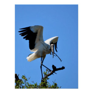Wood Stork in the wild Poster