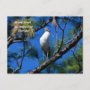 Wood stork in the wild St. Augustine, Florida Holiday Postcard