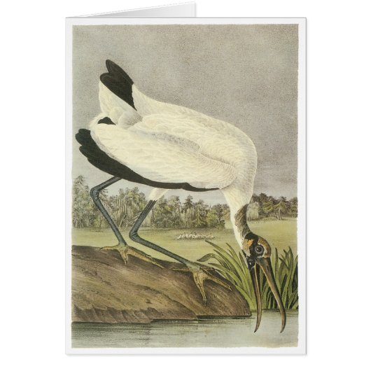 Wood Stork, John Audubon (Front)