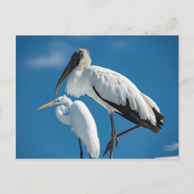 Wood Stork Postcard (Front)